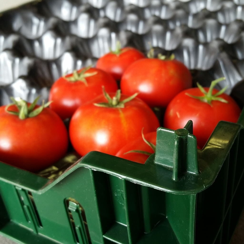 Boîte de plastique 24" x 16" pour tomates (15 lb)