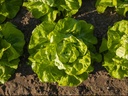 Lettuce FX1308 untreated primed pelleted (Enza) butterhead green