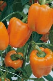 Sweet pepper MAGNO untreated (Enza) blocky orange (1000/pk)