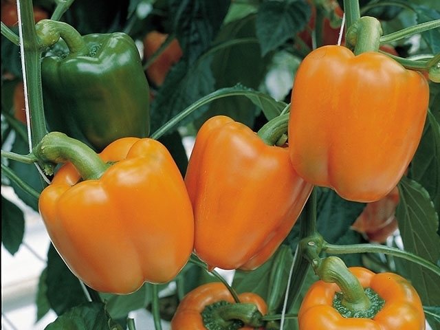 Sweet pepper MAGNO untreated (Enza) blocky orange (1000/pk)