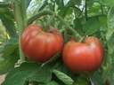 Tomato CUBALIBRE organic (Vit) purple heirloom / marmande (1000/pk)