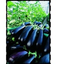 Eggplant FLAVINE organic (Gaut) purple