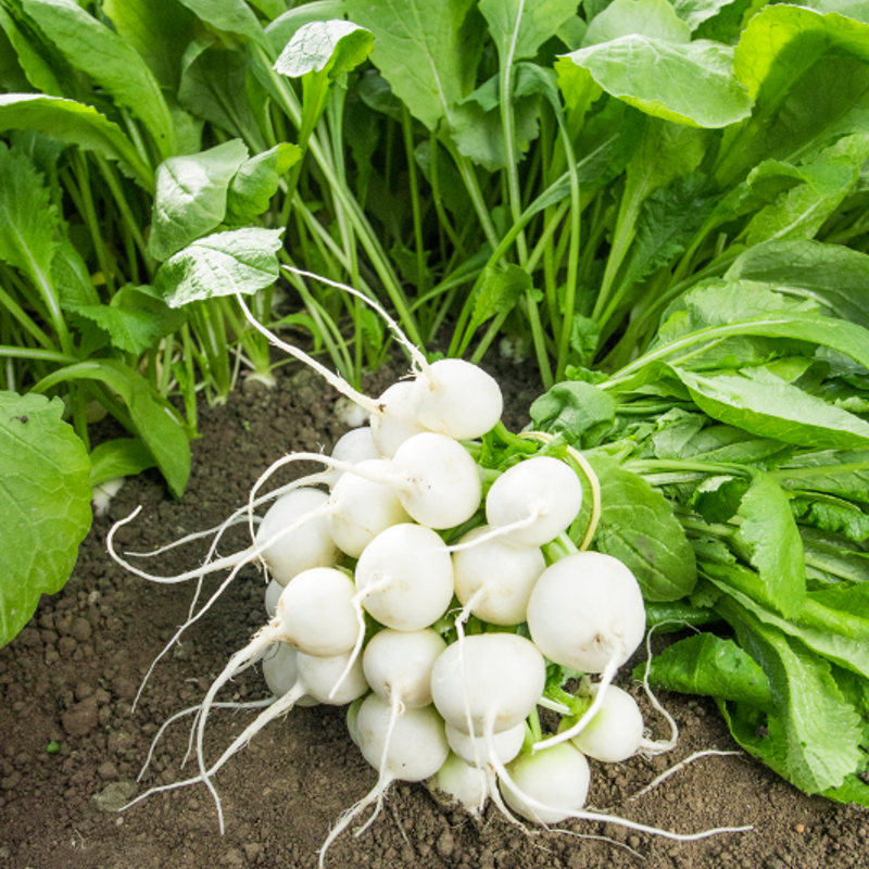 Radish ANGELUS untreated (Gaut) round white