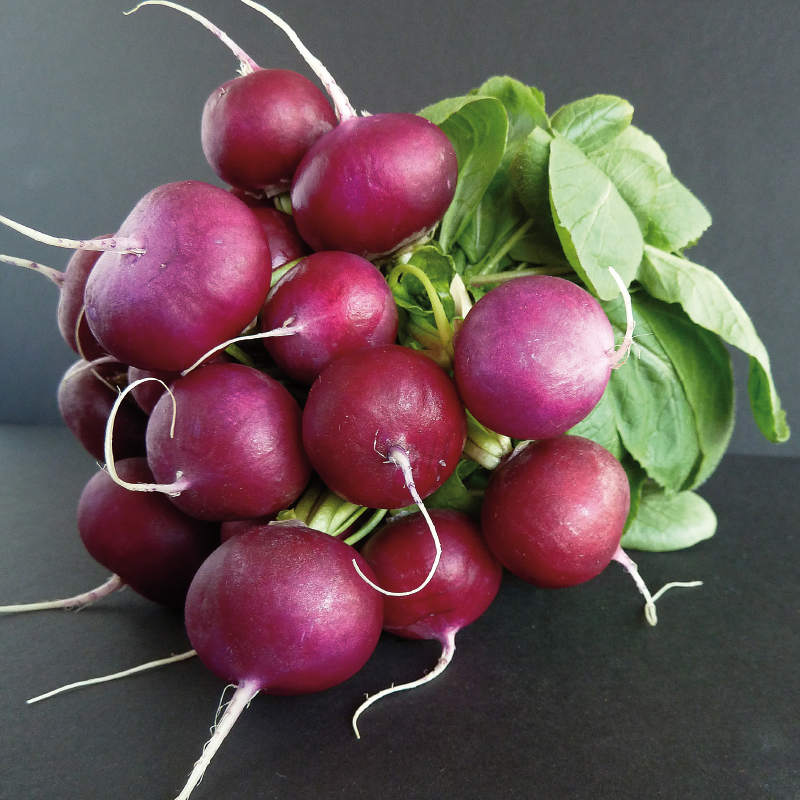 Radish BACCHUS untreated (Gaut) round purple