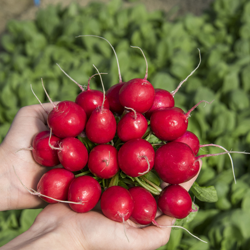 Radish CIRCUS untreated (Gaut) round red