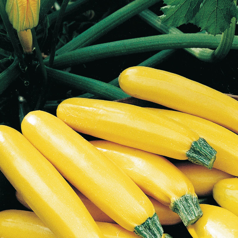 Sem. Courgette PARADOR N-T (Gaut) zucchini jaune (100/pqt)