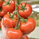 Tomato LANCASTER (G544) untreated (Gaut) truss red (100/pk)