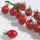 Sem. Tomate APÉRO Bio (Gaut) cocktail rouge (100/pqt)