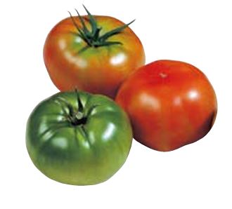 Tomate GORDAL sin tratar (Gaut) round rojo (100/pk)