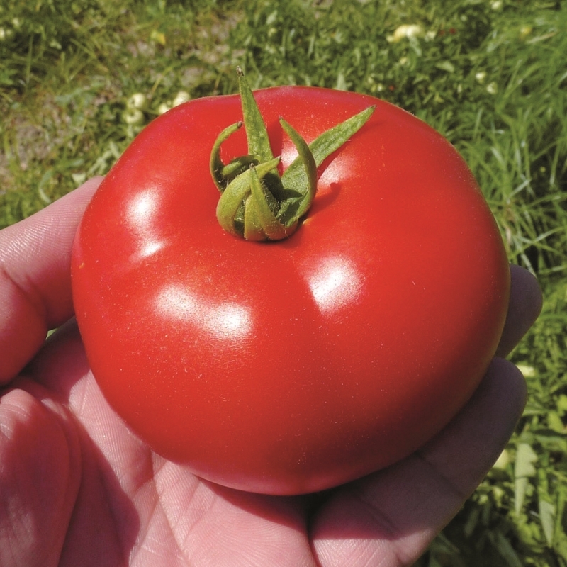 Tomato TYFRANE N-T (Gaut) round red (100/pk)
