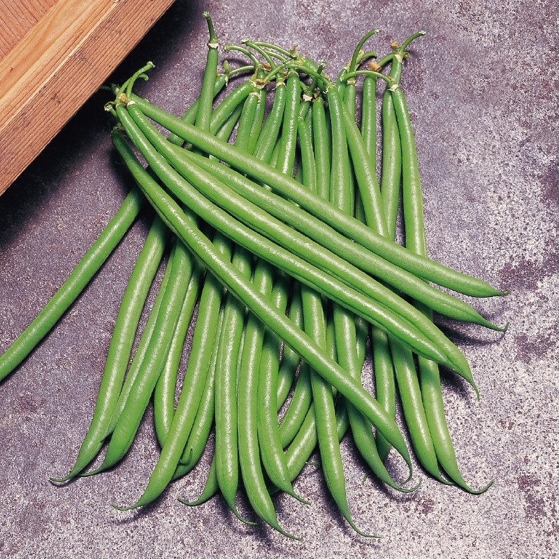 Haricots PONGO N-T (Gaut) vert très fin 