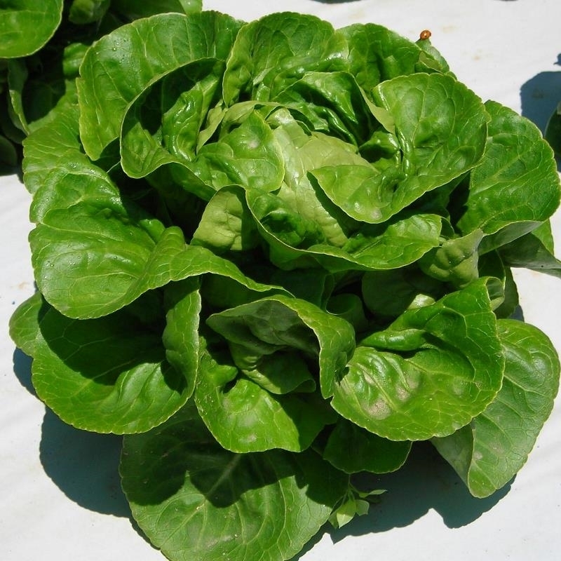 Lechuga SOCCA sin tratar recubierta (Gaut) sucrine verde (1000/pqt)