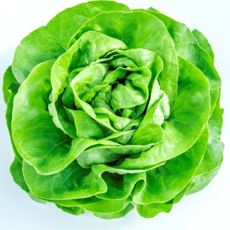 Lechuga ETINCEL orgánico recubierta (Gaut) trocadero verde (1000/pqt)