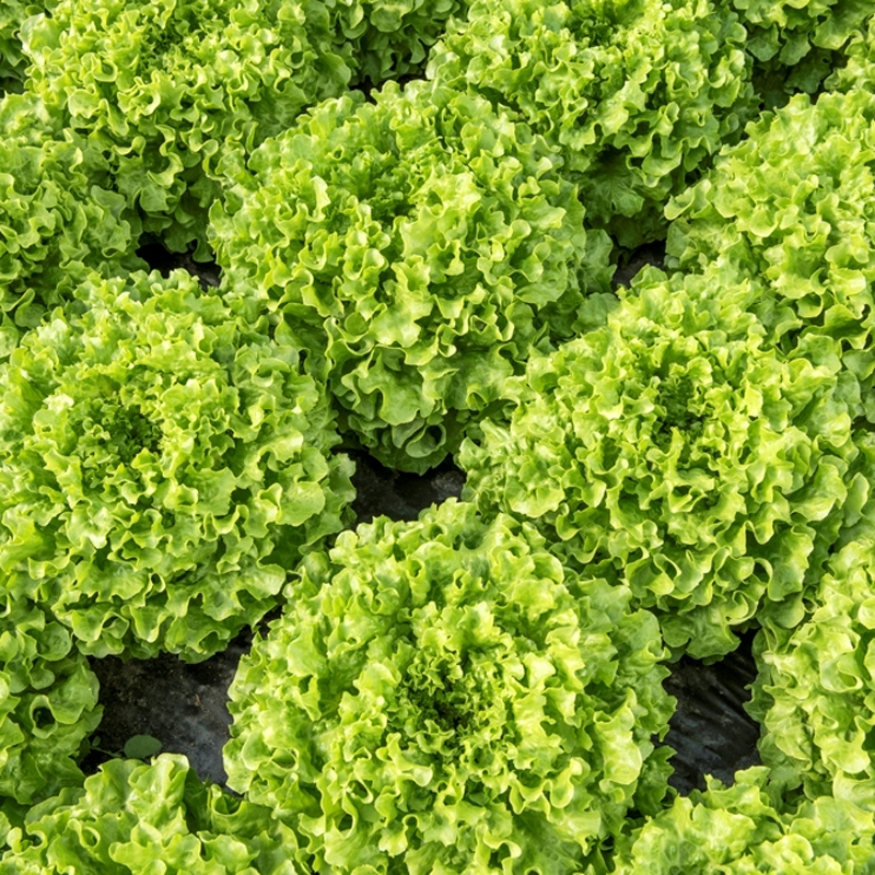 Lettuce HAPPI untreated pelleted (Gaut) Batavia green 