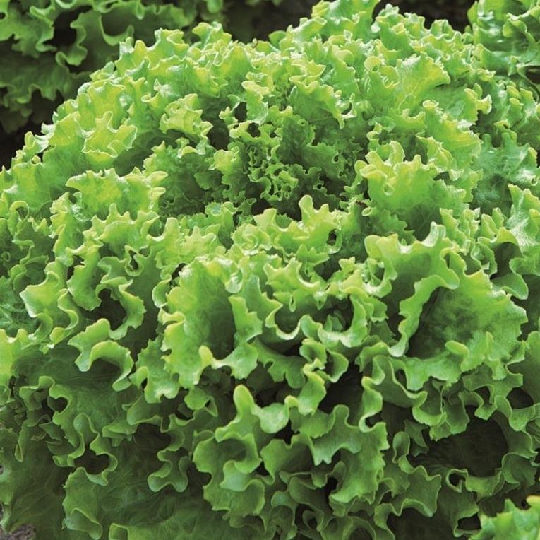 Lettuce PALATINA untreated pelleted (Gaut) Batavia green (1000/pk)