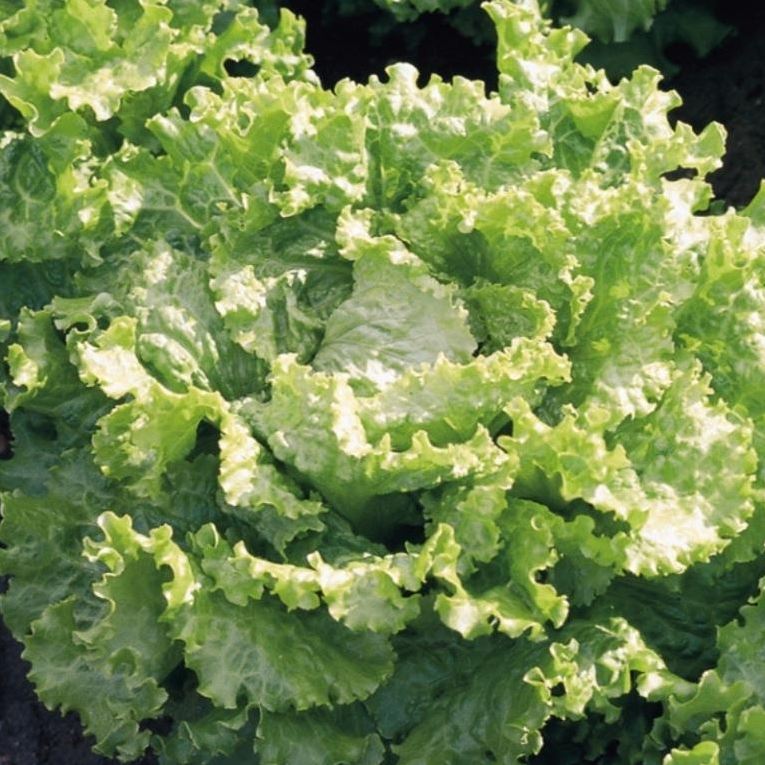 Lettuce STORINA organic pelleted (Gaut) Batavia green (1000/pk)