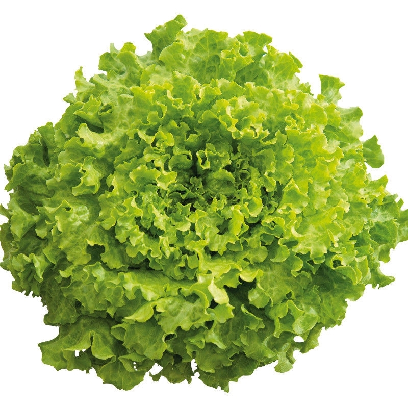 Lechuga VERONYS orgánico recubierta (Gaut) Batavia verde (1000/pqt)