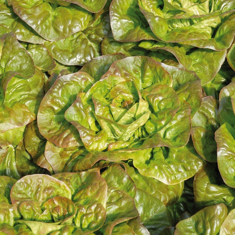 Lechuga JOVIALE orgánico recubierta (Gaut) rougette rojo (1000/pqt)