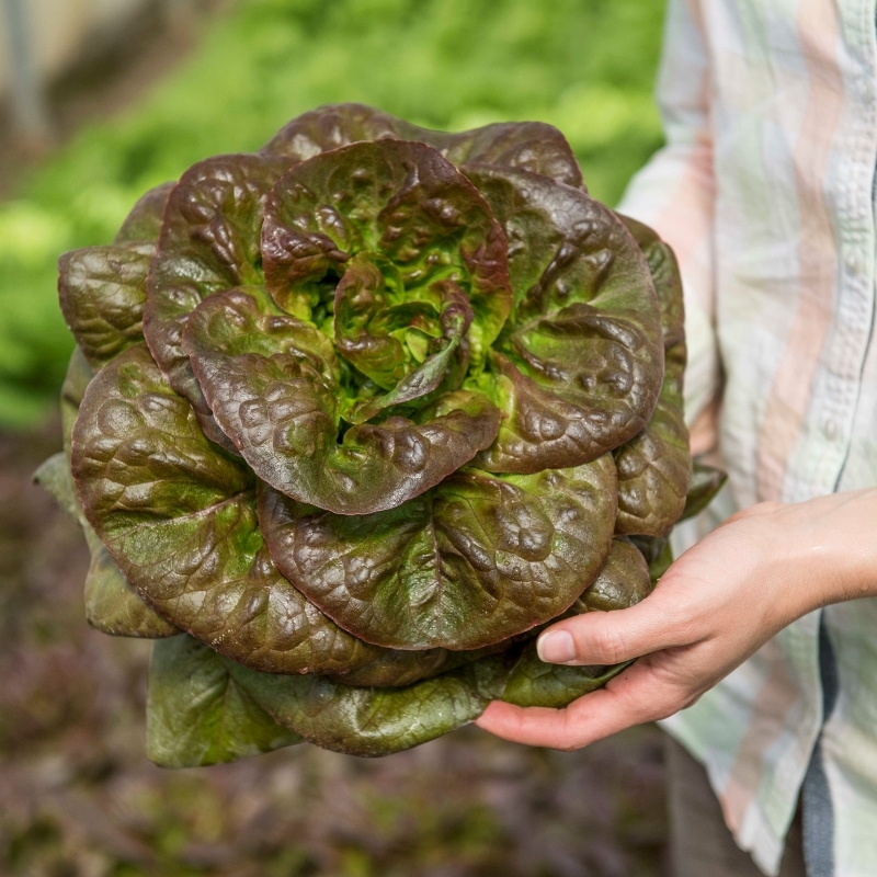 Lechuga RAFALE orgánico recubierta (Gaut) rougette ojo (1000/pqt)