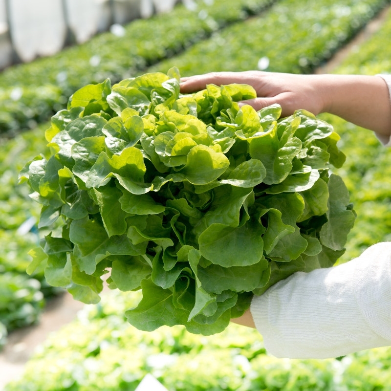 Lechuga BELANICE orgánico recubierta (Gaut) oakleaf verde (1000/pqt)