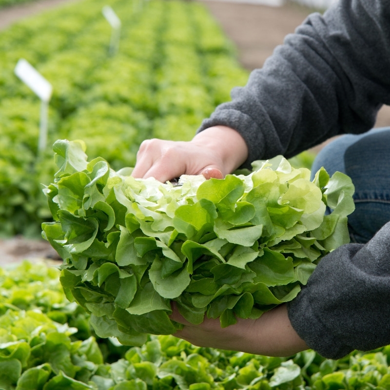 Lettuce IVERNICE N-T (Gaut) oak leaf green