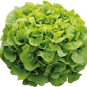 Lechuga ONNICE sin tratar recubierta (Gaut) oakleaf verde (1000/pqt)