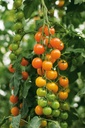 Tomate TORONJINA orgánico (Vit) cherry naranja (1000/pk)