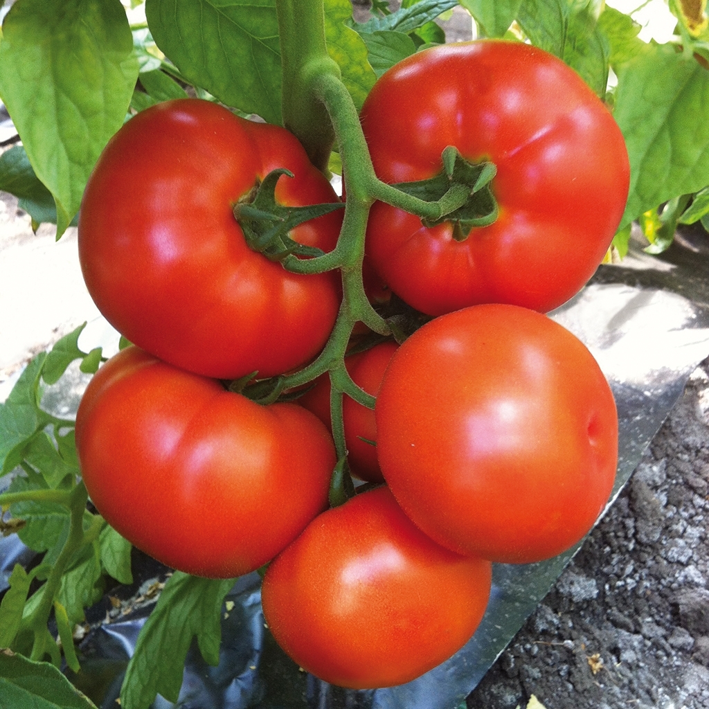 Tomate CAIMAN orgánico (Vit) beef rojo (1000/pk)