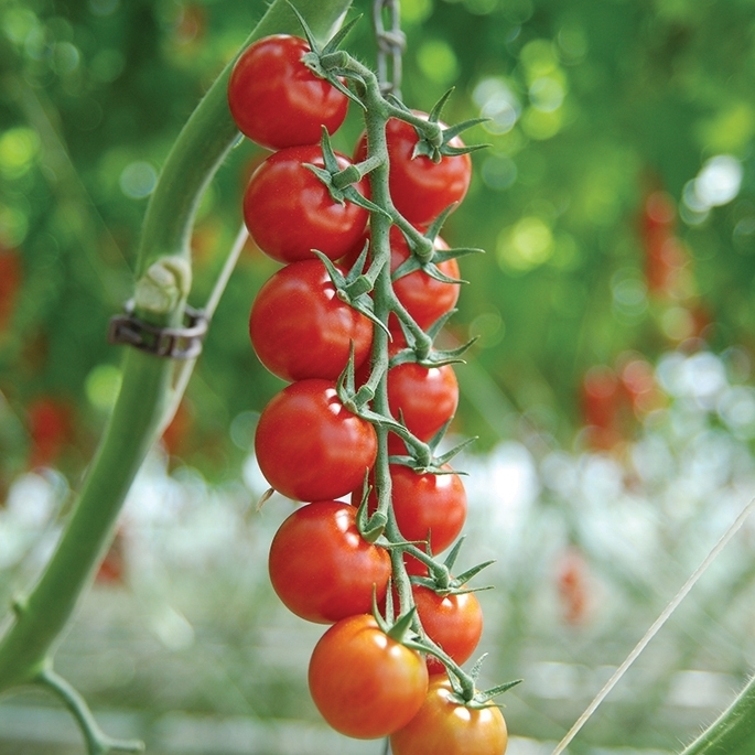 Tomate SAKURA orgánico (Vit) cherry/truss rojo (1000/pk)