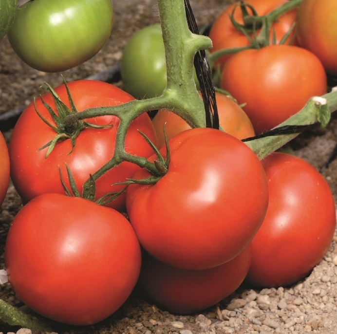 Tomato SKYWAY 687 organic (Vit) beef red determinate (1000/pk)