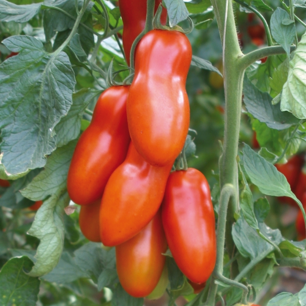 Tomate POZZANO sin tratar (Enza) san marzano (1000/pk)