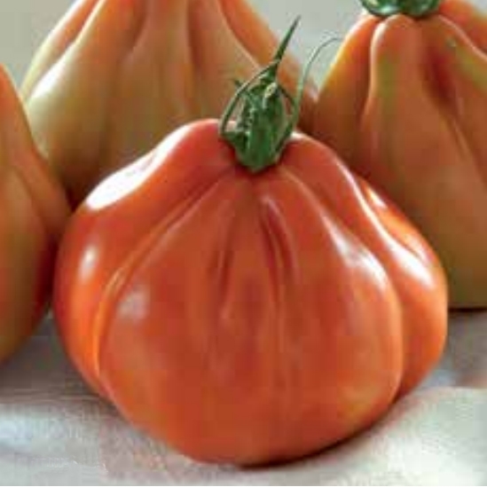 Tomato BARTOLINA (DCP81) untreated (Gaut) red (100/pk)