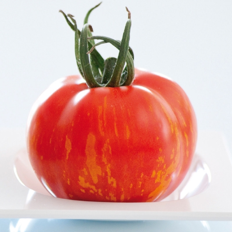 Tomato TIROUGE untreated (Gaut) 
