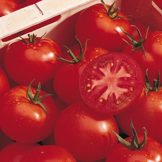 ​​Tomato ESTIVA untreated (Gaut) round red (100/pk)