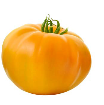Tomato MARSUNNY (DJ597) untreated (Gaut) speciality yellow (100/pk)