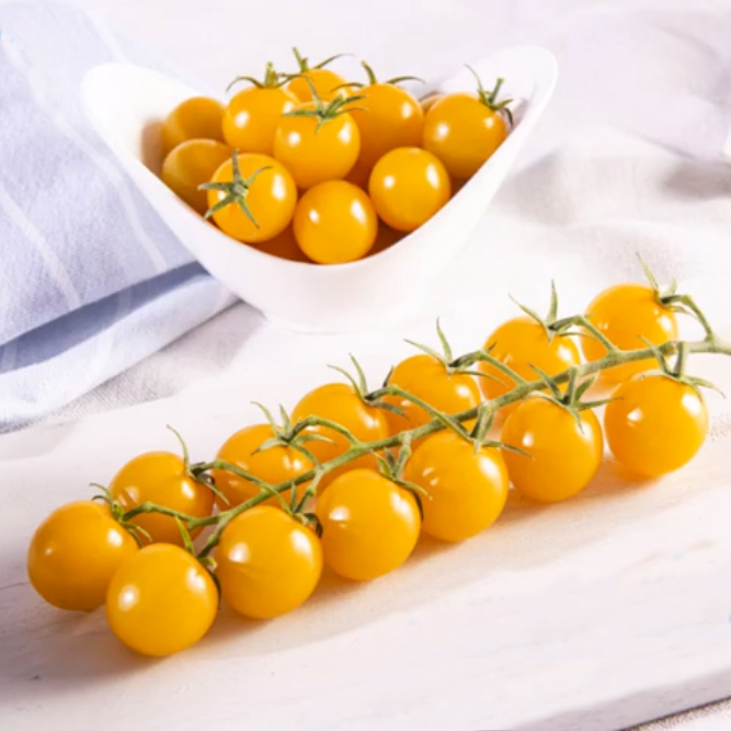 Tomate STARLOR ('C591') N-T (Gaut) cherry amarillo (100/paquete)
