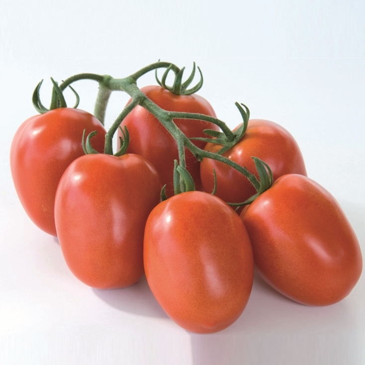 Tomato CYCLADE untreated (Gaut) italian red (100/pk)