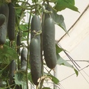 ​​​​Cucumber ALCAZAR organic (Vit) slicing (100/pk)