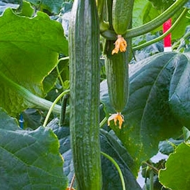Cucumber ASTEROID organic (Vit) (100/pk)