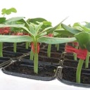 Cucumber FLEXIFORT organic (Vit) rootstock (1000/pk)