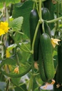 Cucumber KATRINA organic (Vit) mini (1000/pk)
