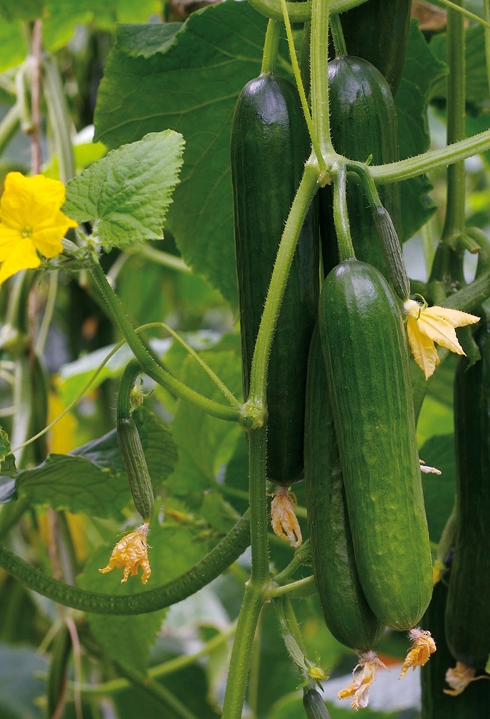 Cucumber KATRINA organic (Vit) mini (100/pk)