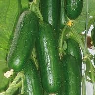 Cucumber PICOLINO organic (Vit) mini (100/pk)