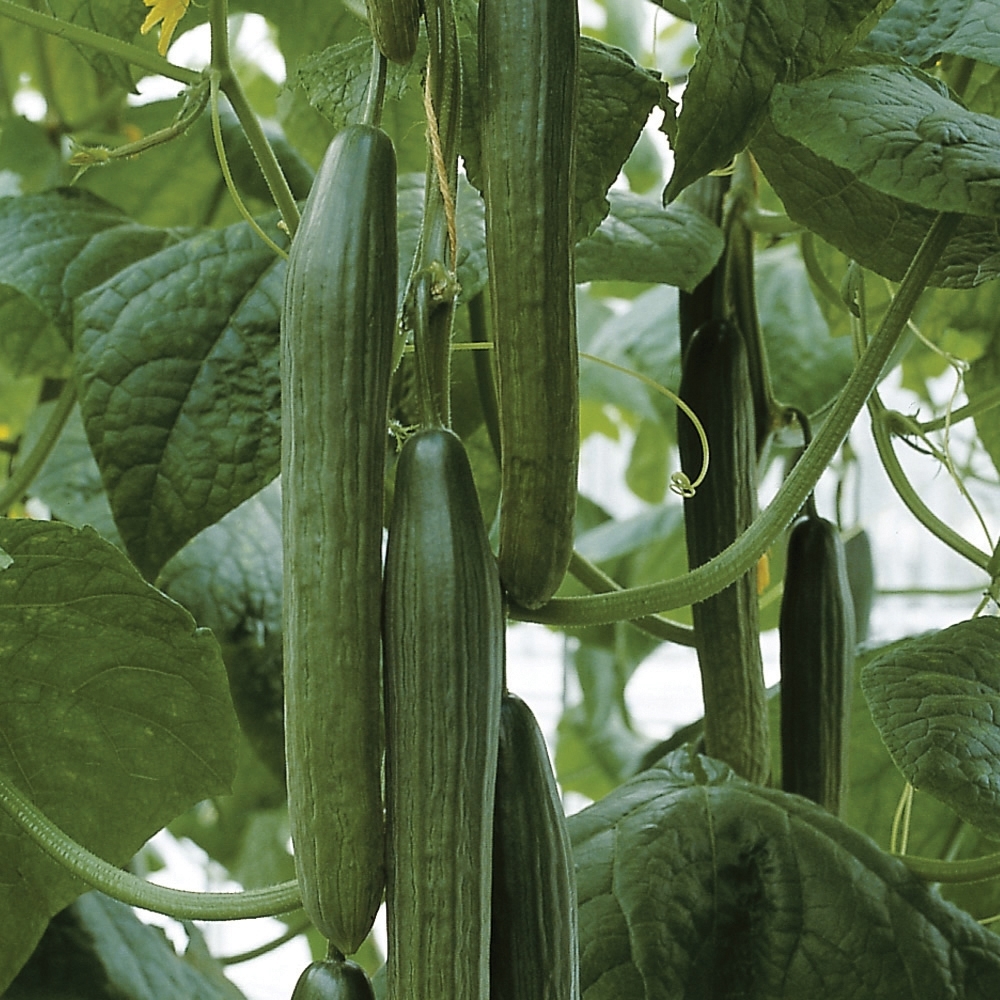 Cucumber TYRIA organic (Vit) long (1000/pk)