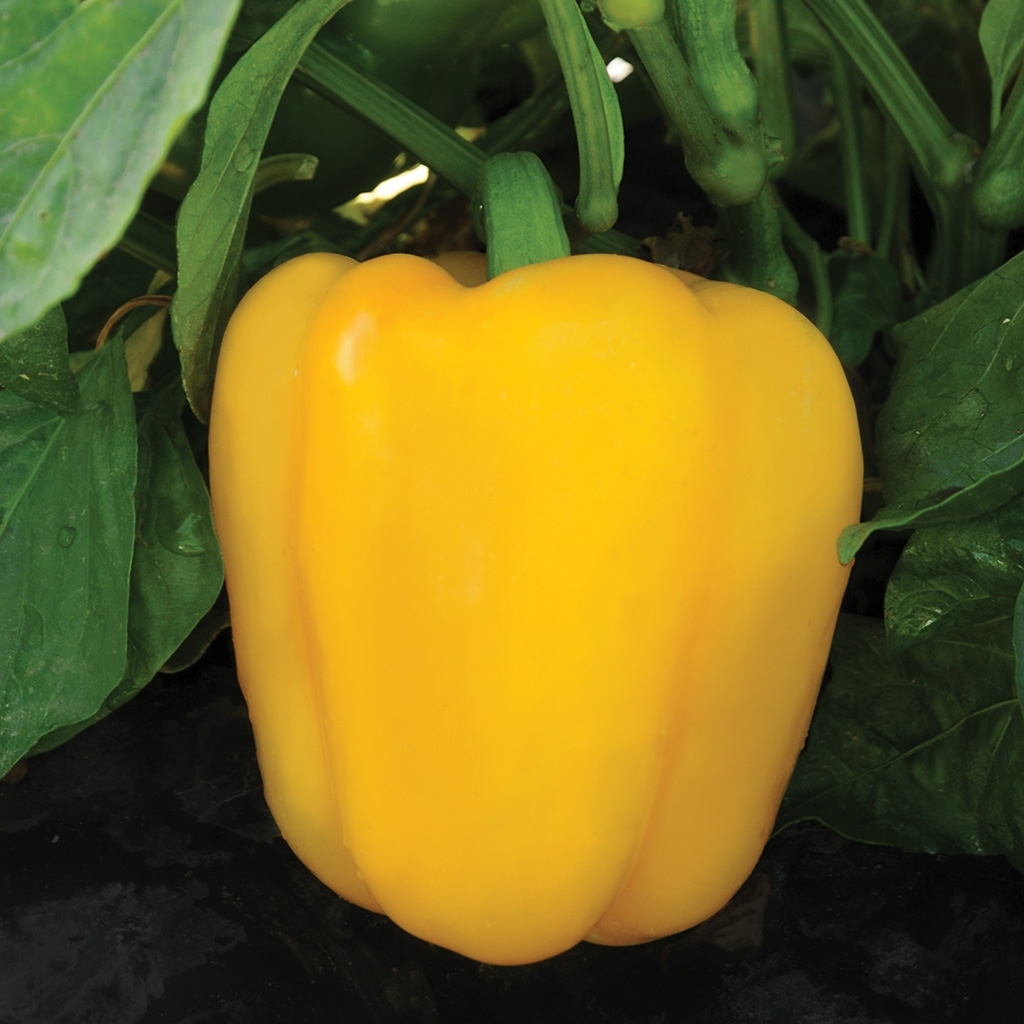 Sweet pepper ABAY organic (Vit) blocky yellow (1000/pk)