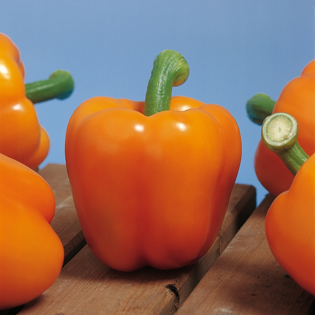 Sweet pepper MILENA organic (Vit) blocky orange (1000/pk)