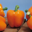 Sweet pepper MILENA untreated (Enza) blocky orange (1000/pk)