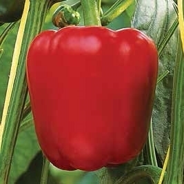 Sweet pepper SPRINTER untreated (Enza) red square (1000/pk)