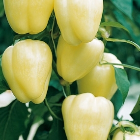 Sweet pepper BIANCA untreated (Enza) square white (1000/pk)