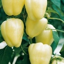 Sweet pepper BIANCA untreated (Enza) square white (500/pk)